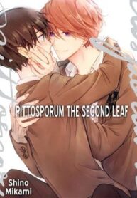 pittosporum-shino-makami